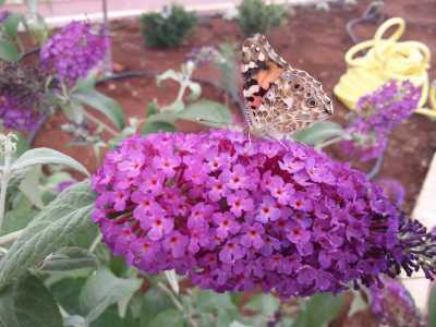 Tra le piante presenti, la "buddleja davidii", un arbusto dai fiori raccolti in pannocchie,chiamato "pianta delle farfalle". In questa immagine ospita un esemplare di vanessa
